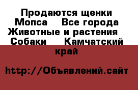 Продаются щенки Мопса. - Все города Животные и растения » Собаки   . Камчатский край